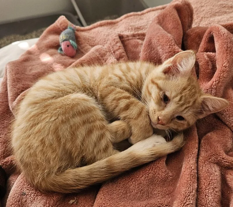 A baby medium-sized male Domestic Short Hair cat named Crinkle for adoption in Florence, SC