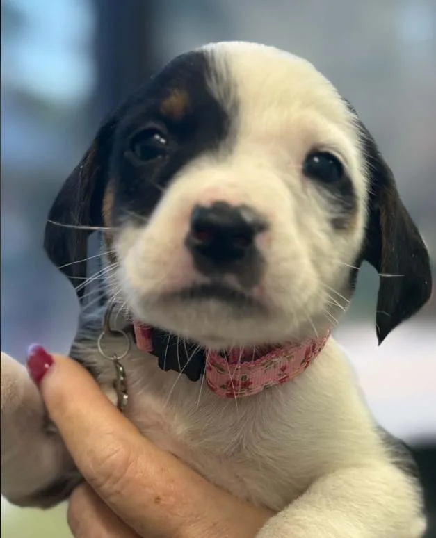 A baby medium-sized female Mixed Breed dog named Sally for adoption in Eutawville, SC