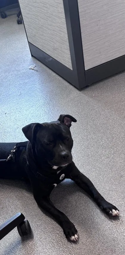 An adult medium-sized male Mixed Breed dog named Paco for adoption in West Chester, PA