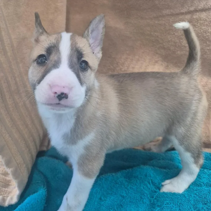 A baby small-sized female Yellow / Tan / Blond / Fawn Bull Terrier dog named Marple for adoption in Upland, CA