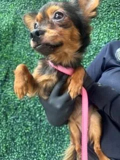 A baby small-sized female Black Chihuahua dog named Dog for adoption in El Paso, TX