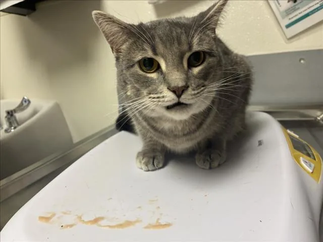 A young large-sized female Domestic Short Hair cat named Sahaar for adoption in Chapel Hill, NC