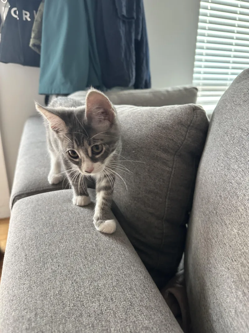 A baby medium-sized female Gray & White Domestic Short Hair cat named Snowy for adoption in Burlington, WA