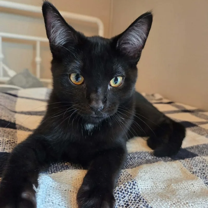 A baby medium-sized male Black Domestic Short Hair cat named Wheezy for adoption in Tulsa, OK