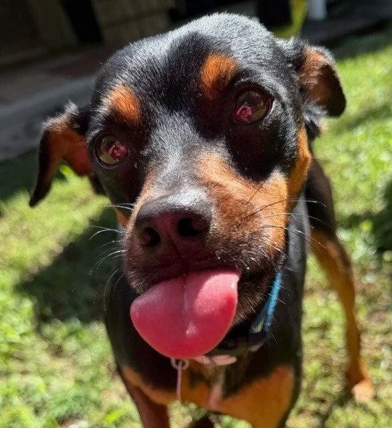 An adult small-sized male Miniature Pinscher dog named Bb for adoption in Bloomfield, CT