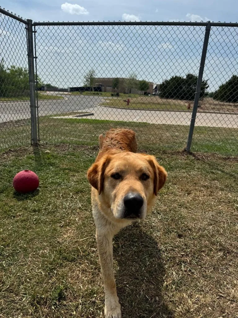 Goldstar thumbnail 2