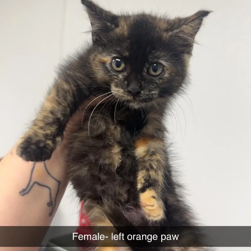 Left Orange Paw