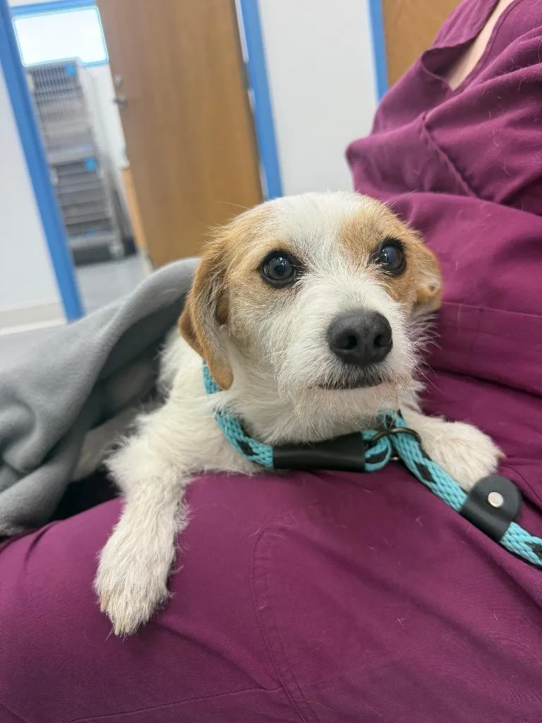 A young small-sized female Terrier dog named Pickles for adoption in Hartsville, SC