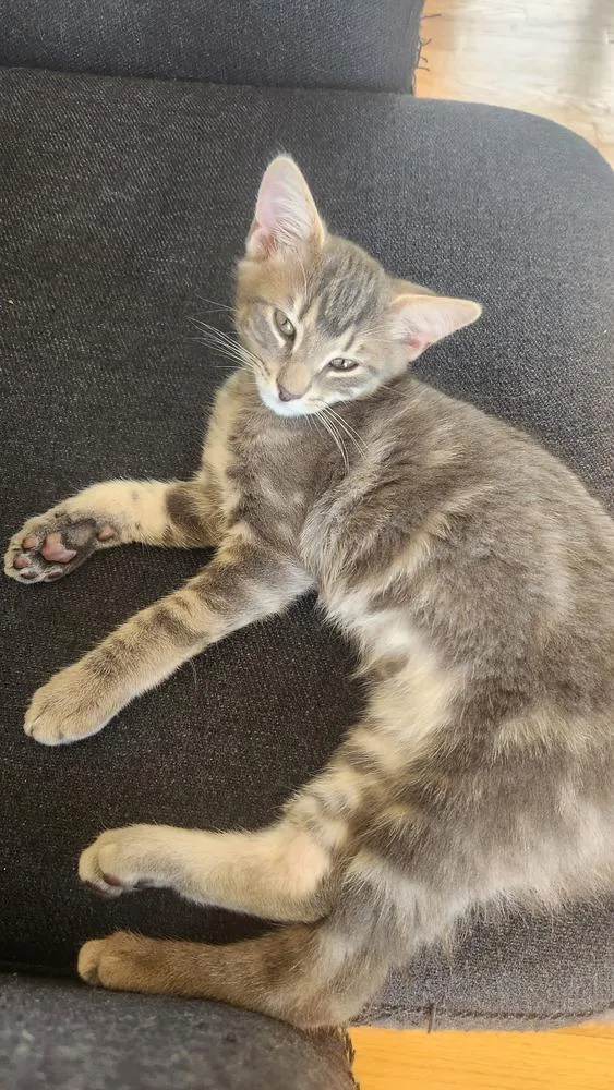 A baby medium-sized male Gray / Blue / Silver Domestic Short Hair cat named Pita for adoption in Elmsford, NY