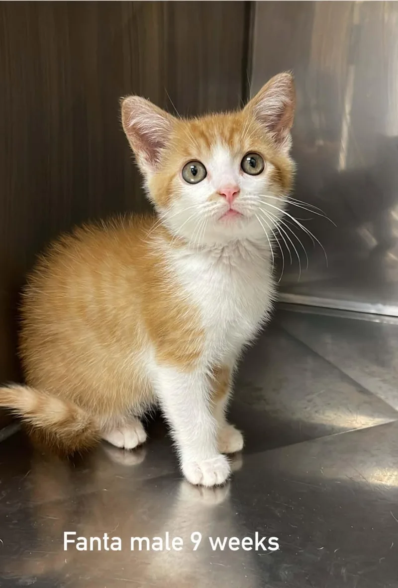A baby medium-sized male Orange & White Domestic Medium Hair cat named Fanta for adoption in Fort Payne, AL