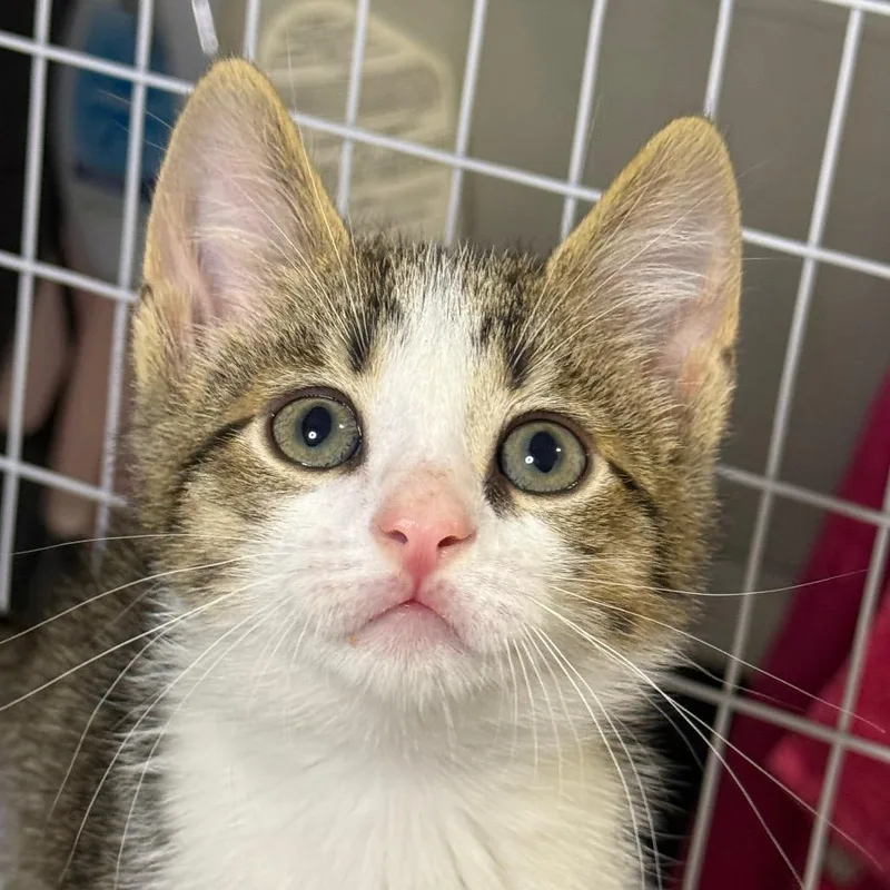 A baby small-sized male Buff / Tan / Fawn Domestic Short Hair cat named Truly for adoption in Middle Village, NY