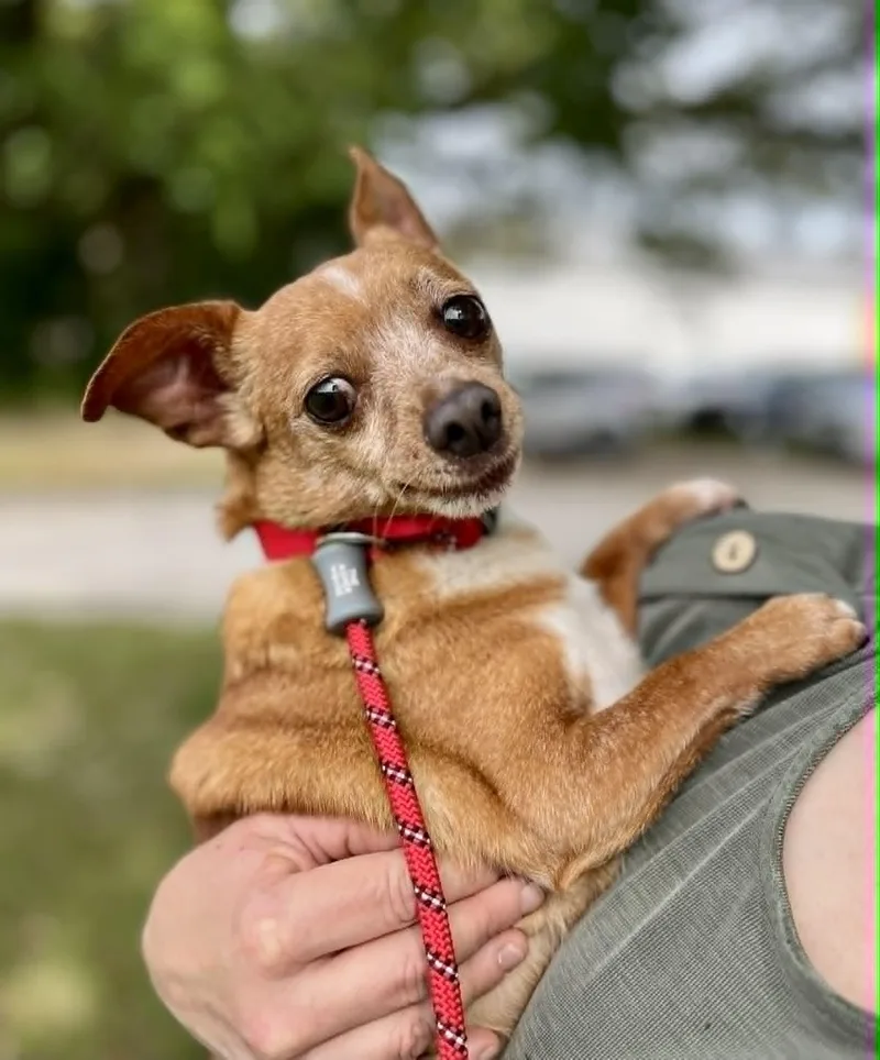 Peanut