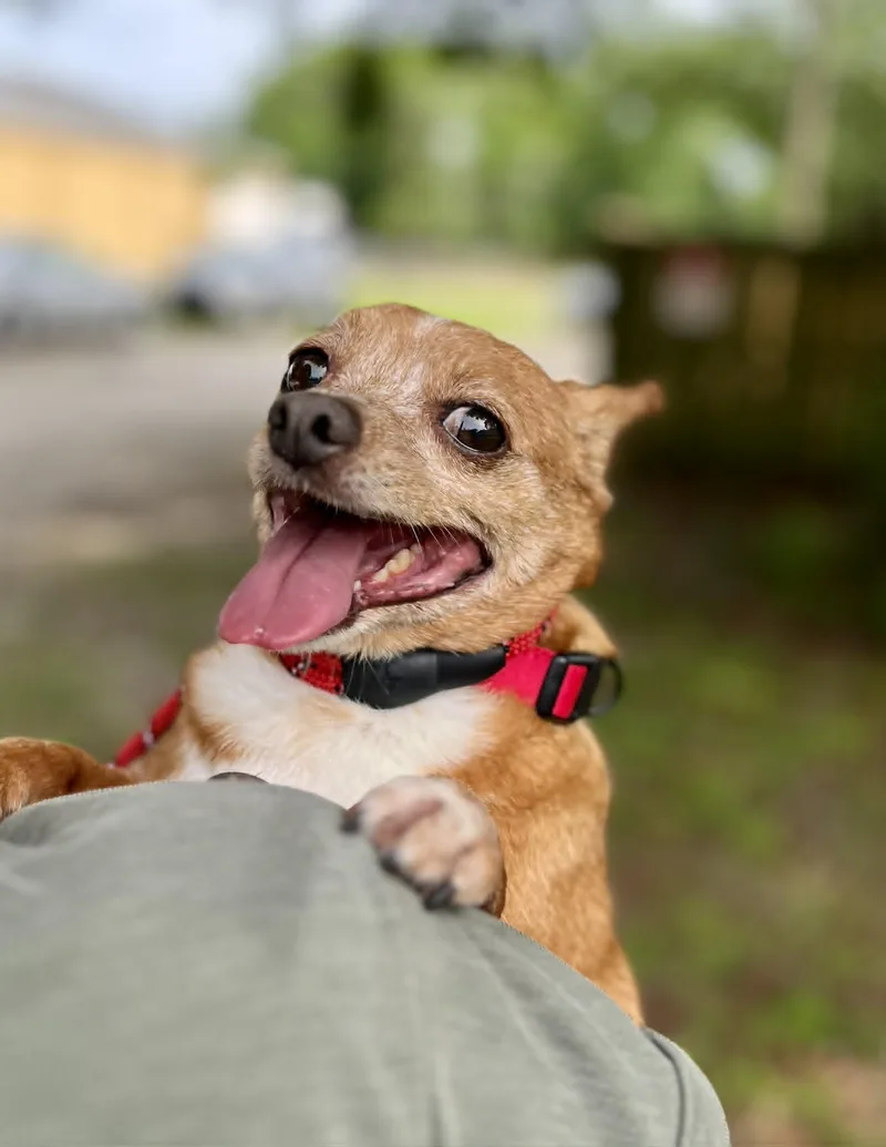 Peanut thumbnail 5