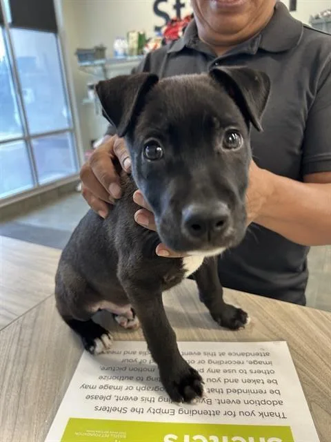 A baby small-sized male Labrador Retriever dog named Nyxen for adoption in San Antonio, TX