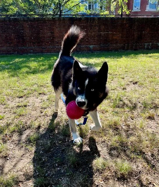 An adult large-sized male Alaskan Malamute dog named Tien for adoption in Boston, MA