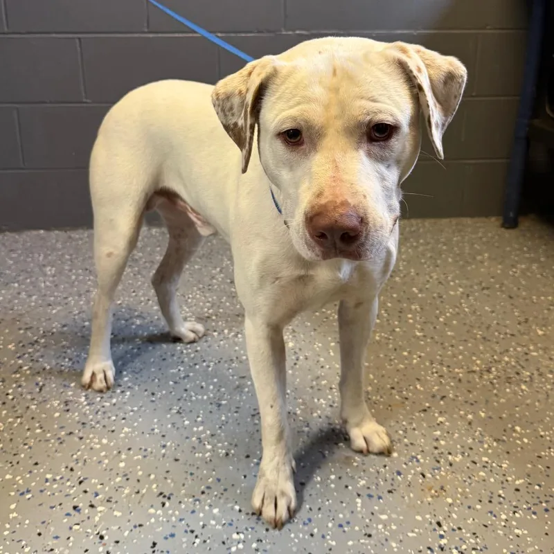 An adult medium-sized male White / Cream Pit Bull Terrier dog named TUSCStray for adoption in Tuscaloosa, AL