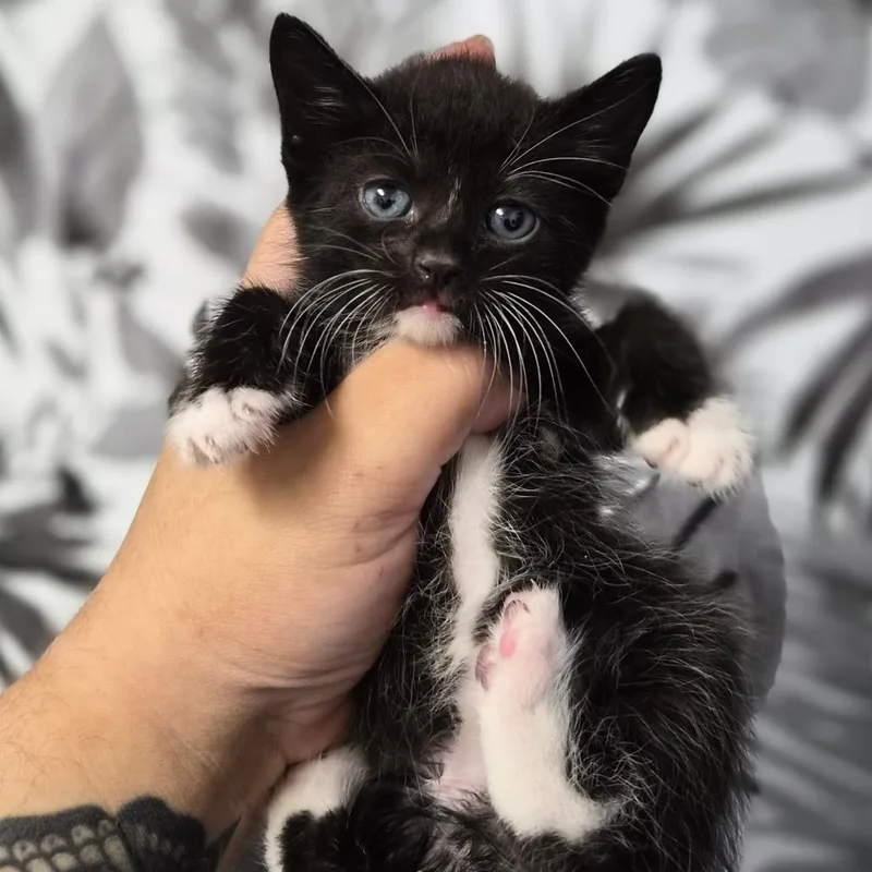 A baby small-sized male Black Domestic Medium Hair cat named Bolt for adoption in Wahiawa, HI