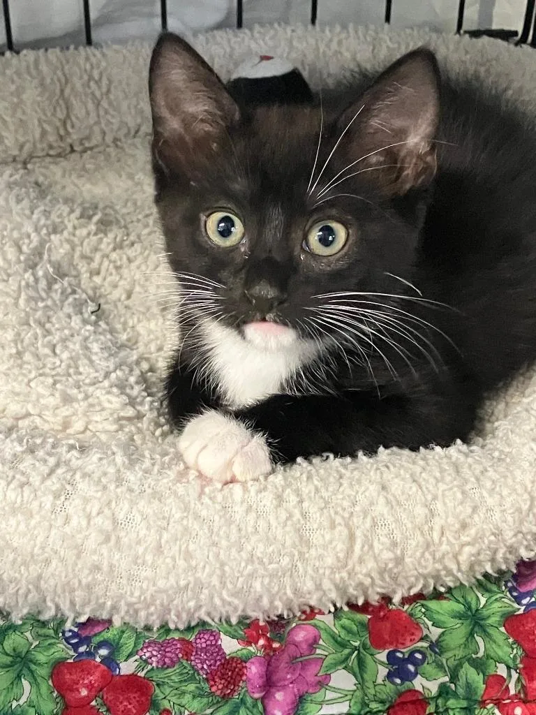 A baby small-sized female Domestic Short Hair cat named Nora for adoption in Lunenburg, MA
