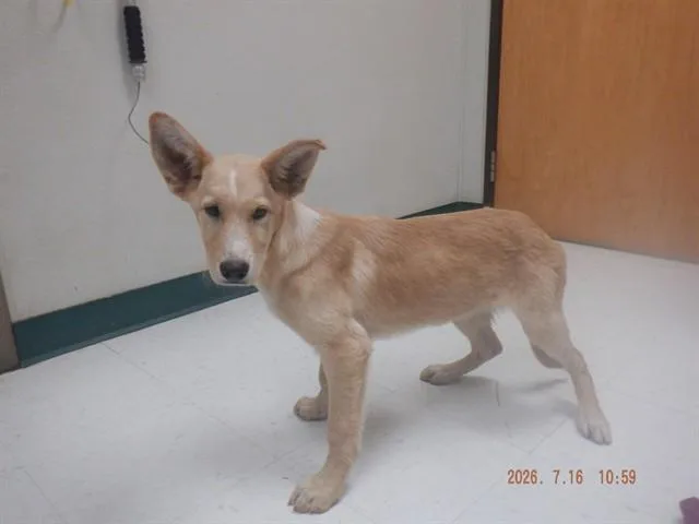A baby small-sized male Australian Kelpie dog named Dudley for adoption in Oroville, CA