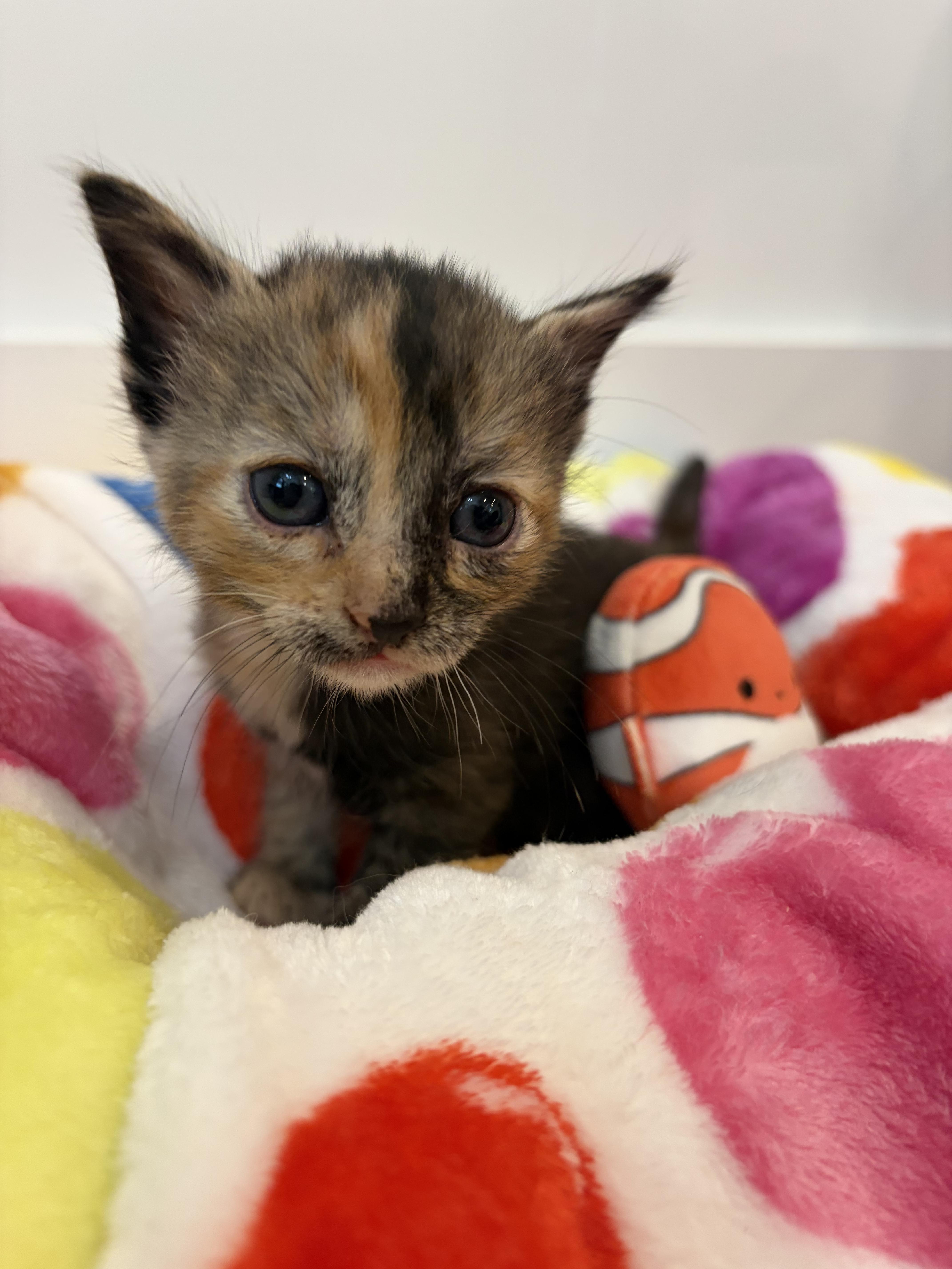 A baby medium-sized male Tortoiseshell Domestic Short Hair cat named Speckle for adoption in North Haledon, NJ