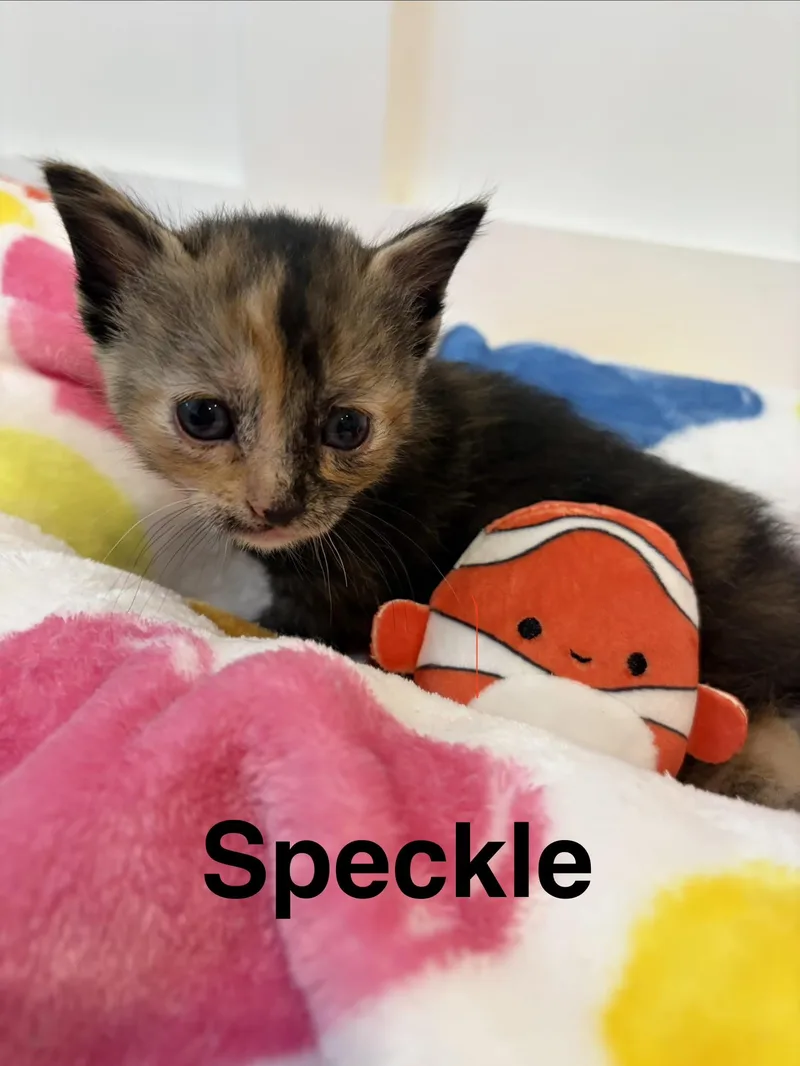 Speckle thumbnail 2