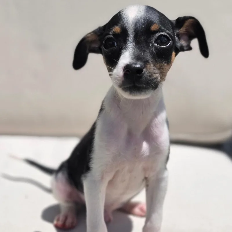 A baby small-sized male Gray / Blue / Silver Rat Terrier dog named Manny for adoption in Kissimmee, FL