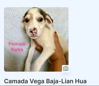 A baby small-sized female Mixed Breed dog named Lian Hua for adoption in Washington, DC