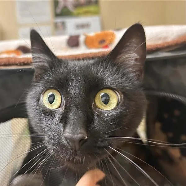 A young medium-sized female Black Domestic Short Hair cat named Ziggy for adoption in Woodinville, WA