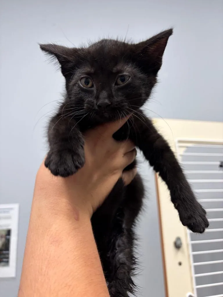 A baby medium-sized female Domestic Short Hair cat named Bok Choy for adoption in Bloomington, IN