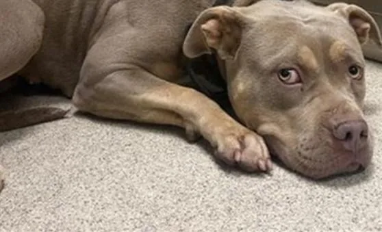 An adult large-sized female Pit Bull Terrier dog named Momma for adoption in Riverside, CA
