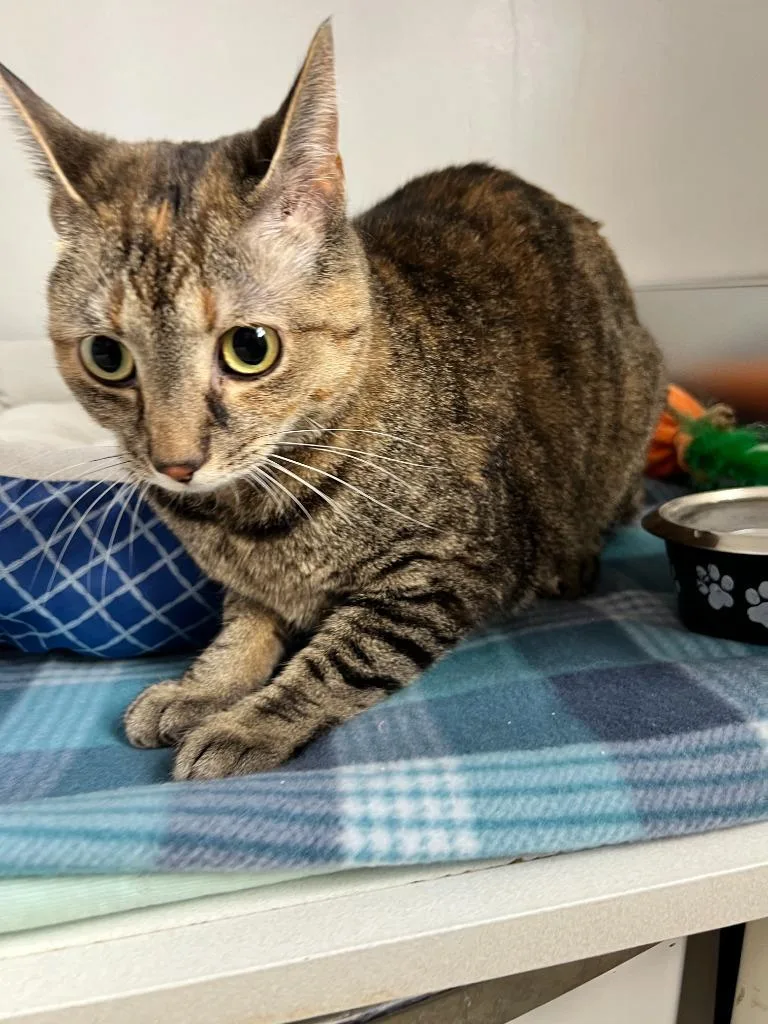 A young medium-sized female Domestic Short Hair cat named Tinker for adoption in Archbold , OH