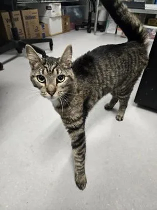 An adult large-sized female Domestic Short Hair cat named Cypher Freshman Freestyle for adoption in West Chester, PA