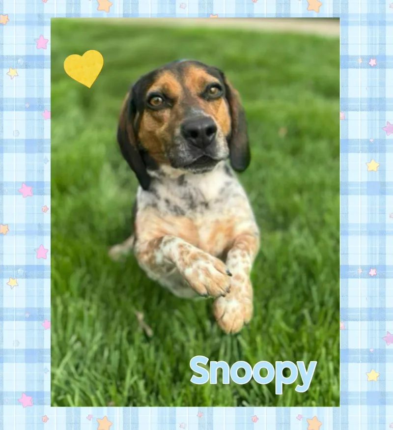 An adult small-sized male Beagle dog named Snoopy for adoption in Mokena, IL