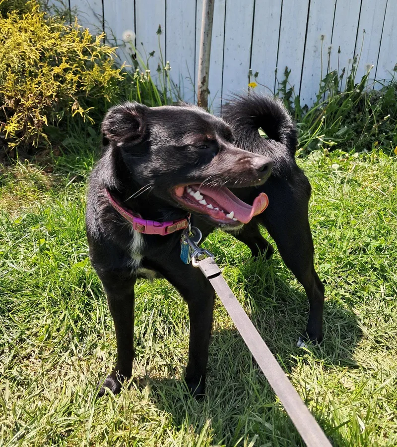 Winston