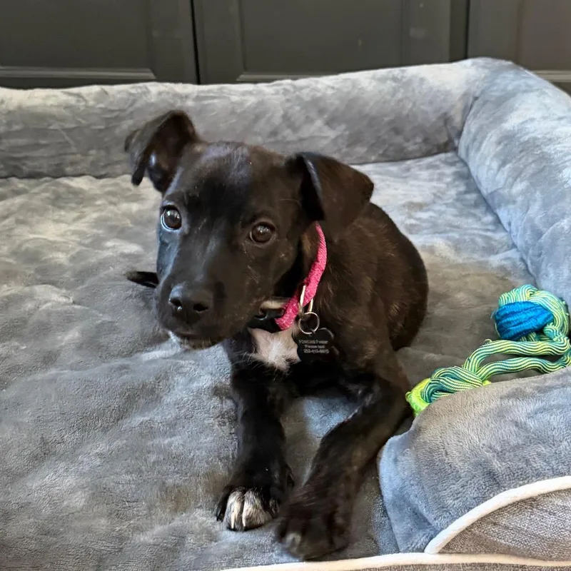 A baby small-sized female Brindle Mixed Breed dog named Worm for adoption in Missouri City, TX