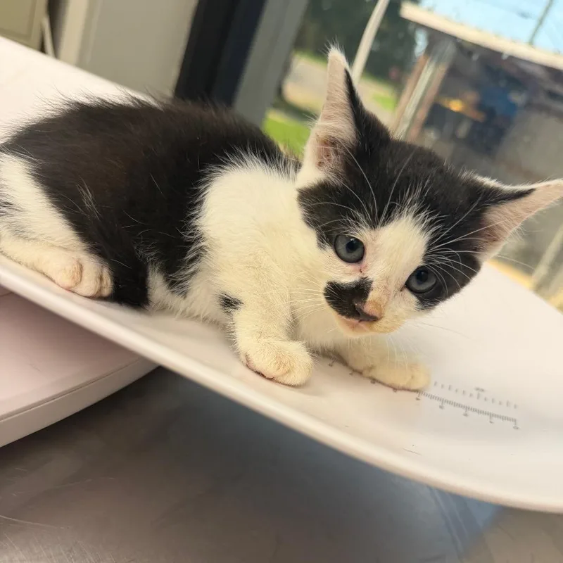 A baby small-sized male Black Domestic Short Hair cat named Korg for adoption in Columbiana, AL