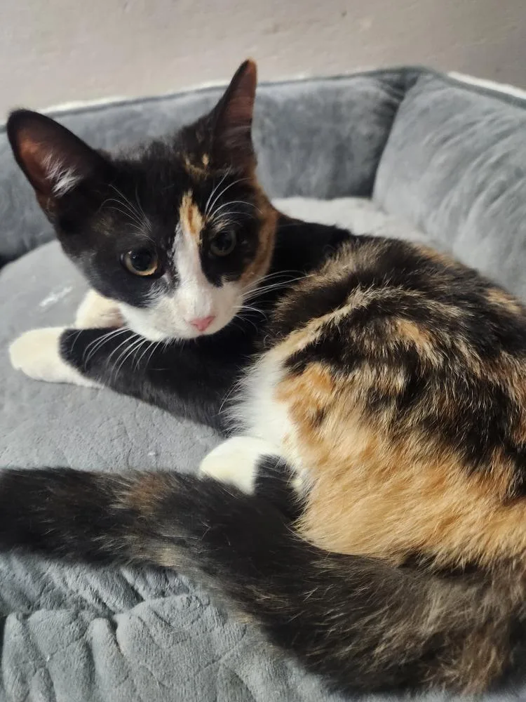 A young medium-sized female Domestic Short Hair cat named Raleigh for adoption in Lexington, TN