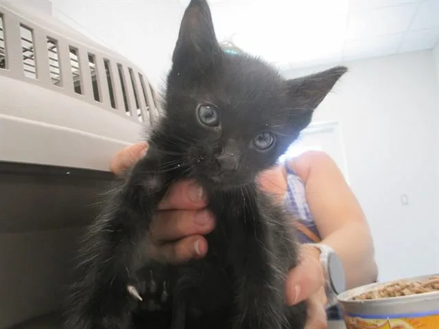 A baby small-sized male Domestic Short Hair cat named Lord Zedd for adoption in Ocala, FL