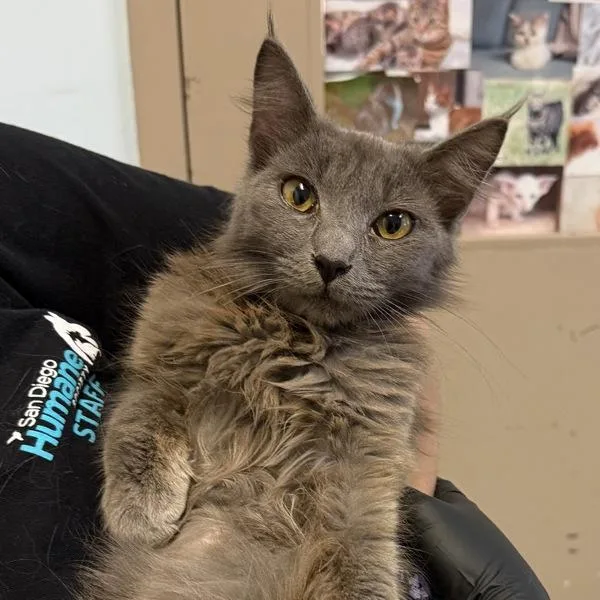 A baby small-sized female Domestic Short Hair cat named Mud Baby for adoption in Oceanside, CA