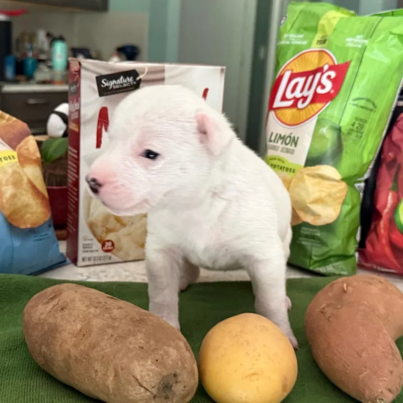 Spud thumbnail 2
