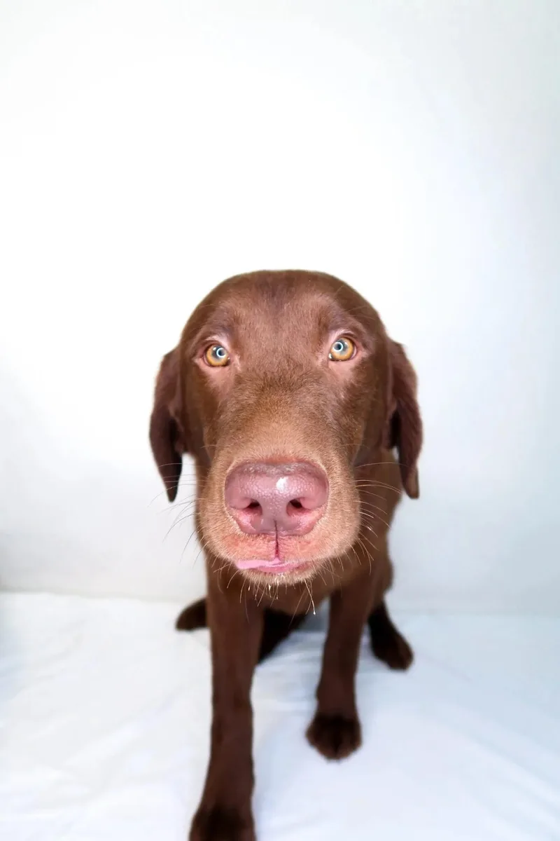 D'angelo thumbnail 2