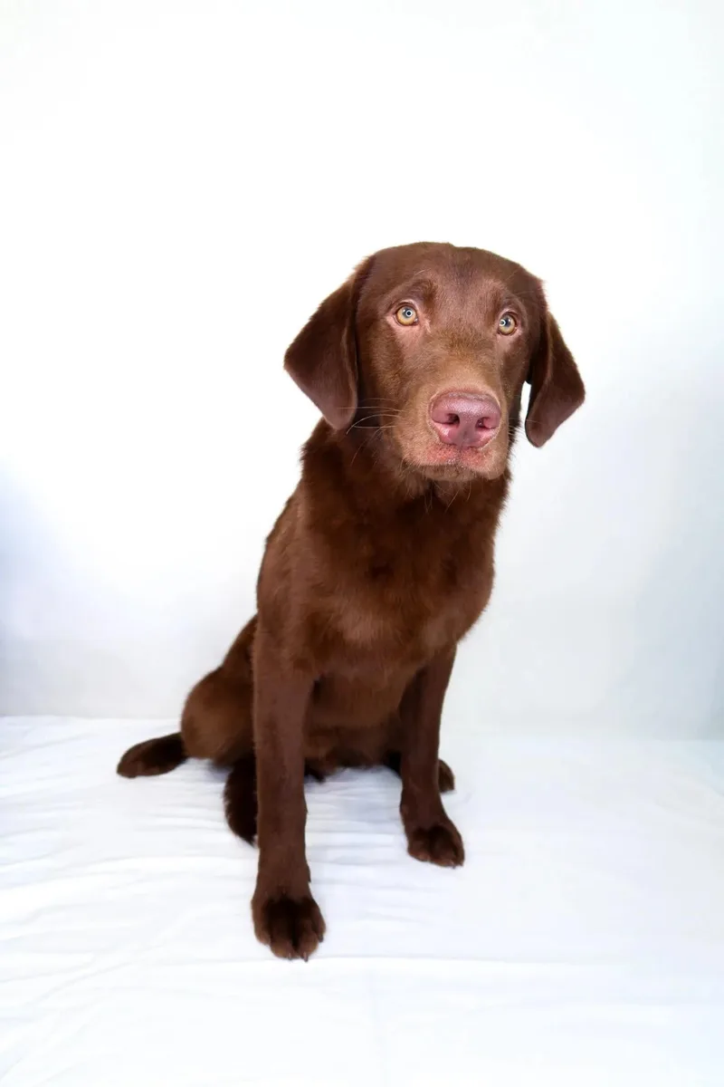 D'angelo thumbnail 3