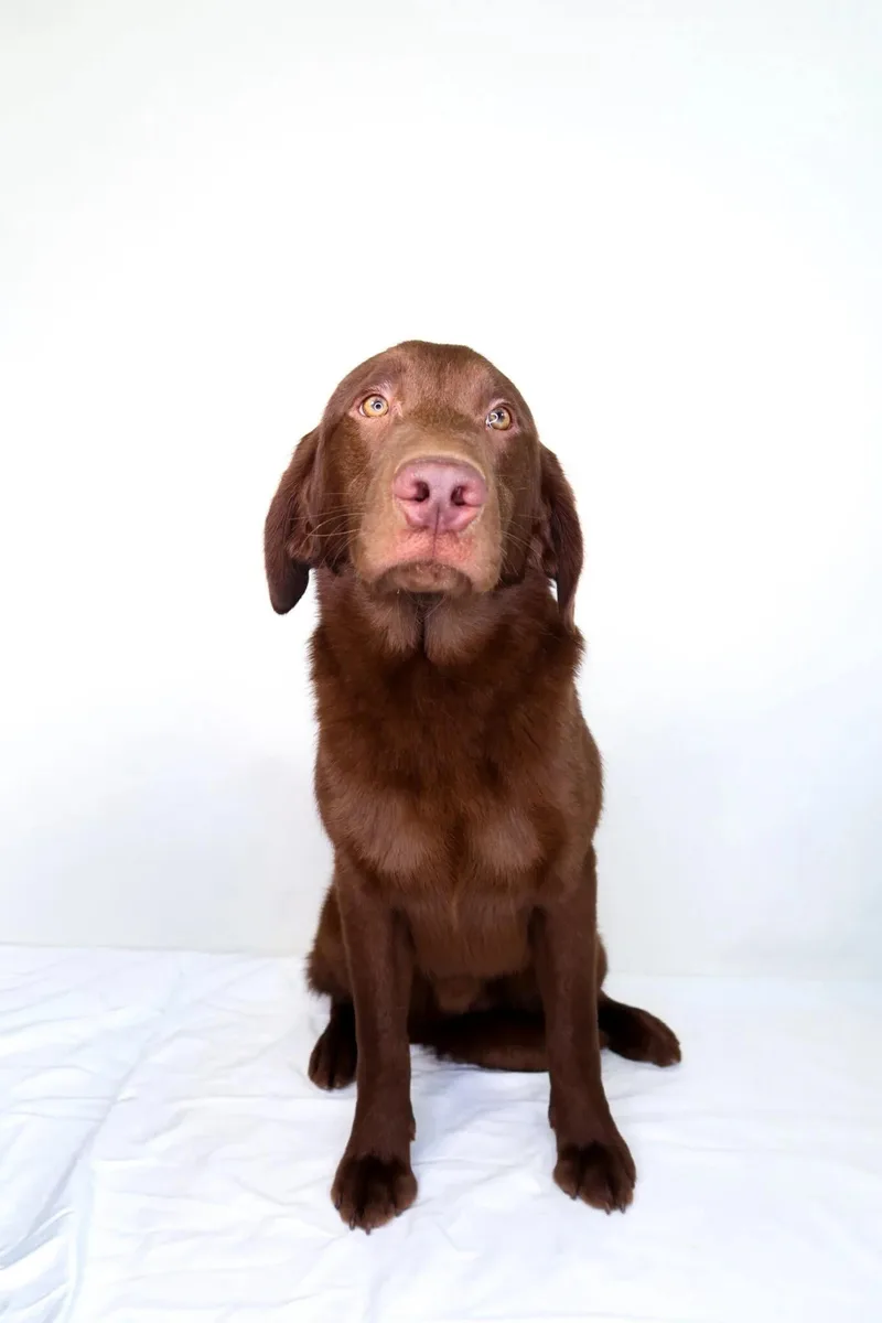 D'angelo thumbnail 4