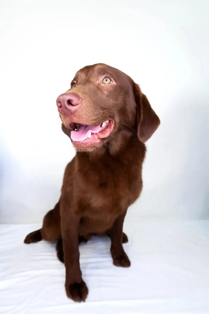 D'angelo thumbnail 5