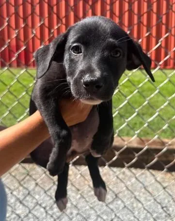 A baby medium-sized female Labrador Retriever dog named Ruby for adoption in Madison, NJ