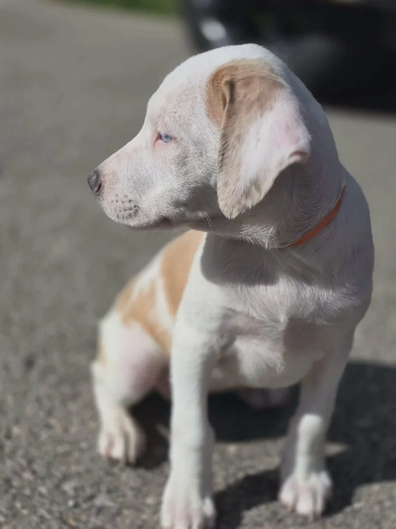 Aurora Deaf