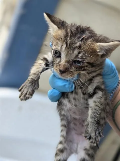 A baby small-sized female Domestic Short Hair cat named Holiday for adoption in San Antonio, TX