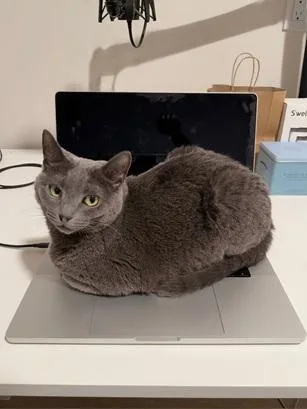 An adult medium-sized female Gray / Blue / Silver Domestic Short Hair cat named Tess for adoption in San Francisco, CA