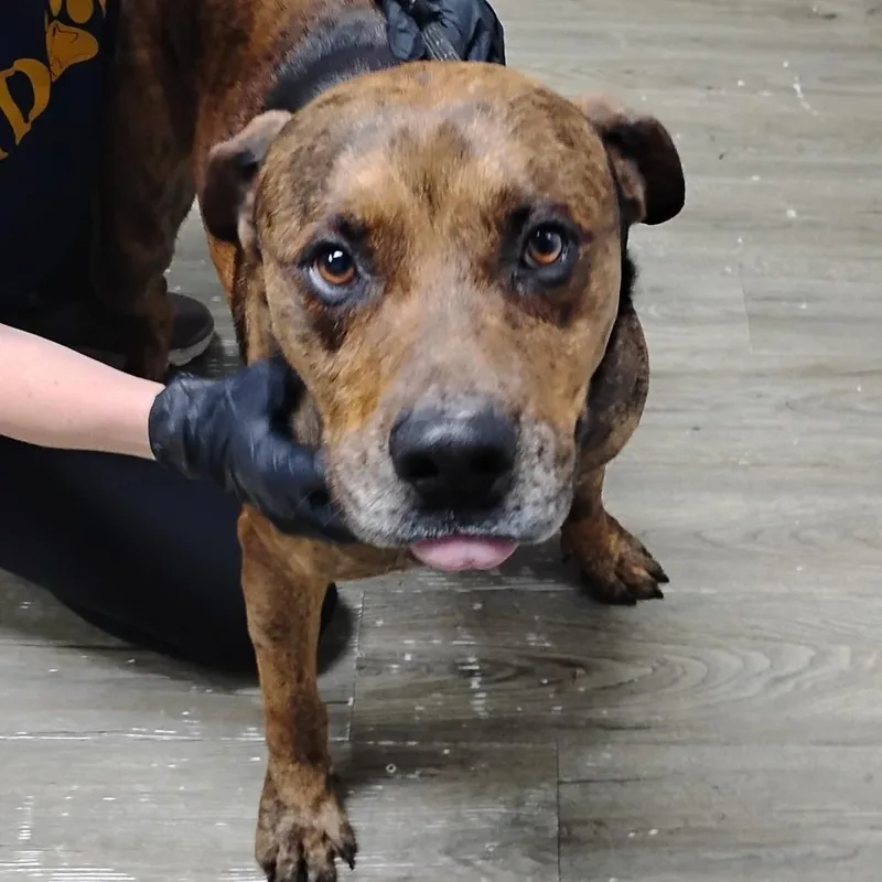 An adult medium-sized male Brindle Mixed Breed dog named Briggs for adoption in Summerville, SC