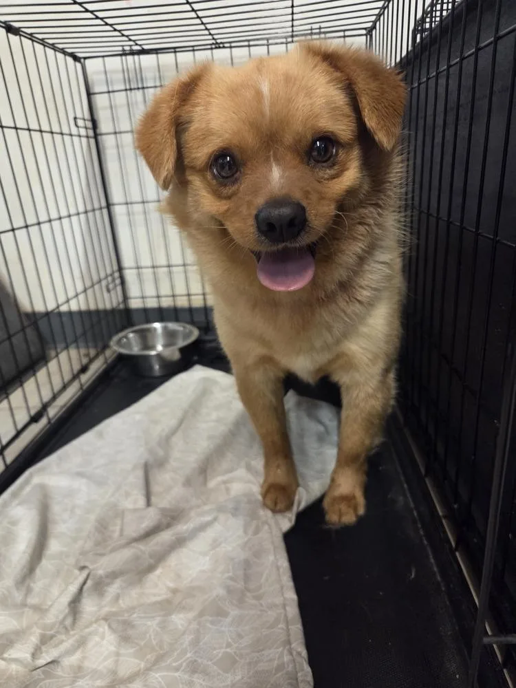 An adult small-sized male Red / Chestnut / Orange Terrier dog named Norris for adoption in Evansville, IN